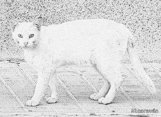 fotografía de un gato blanco como una aparición