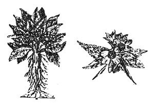 Mandrágora y beleño eran algunas de las hierbas de las brujas